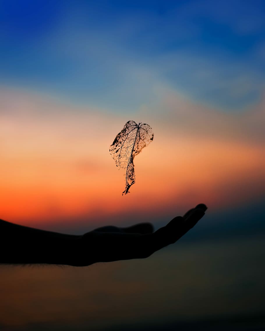 silhouette of left arm and leaf during golden hour, person's hand silhouette HD wallpaper