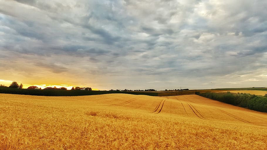 clouds, field, nature, agriculture, landscape, sky, cloud - sky HD wallpaper