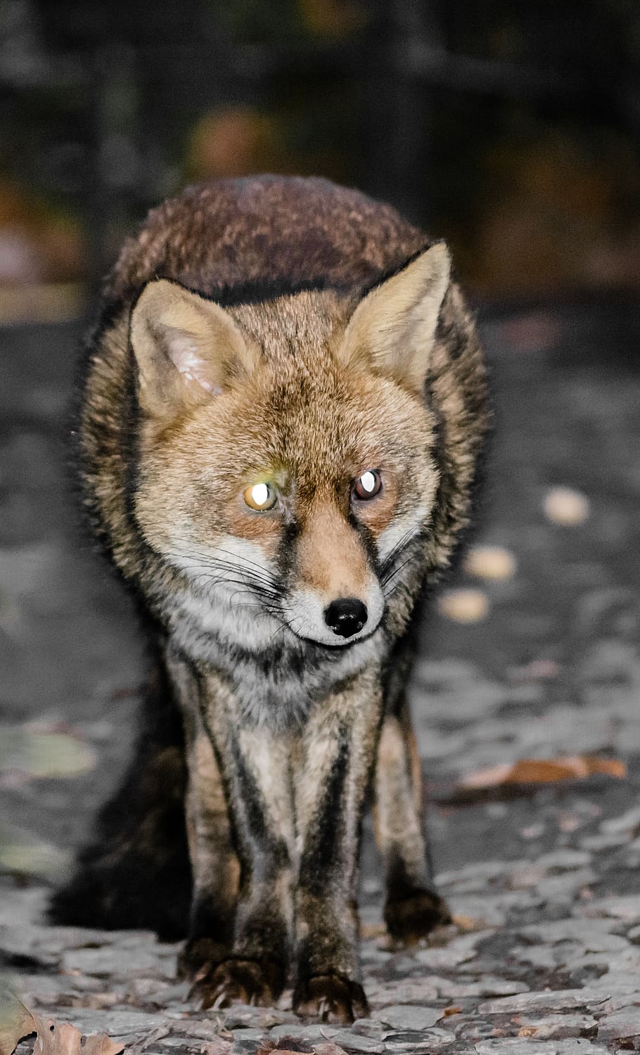 Red fox, animal, fur, nature, snow, HD phone wallpaper