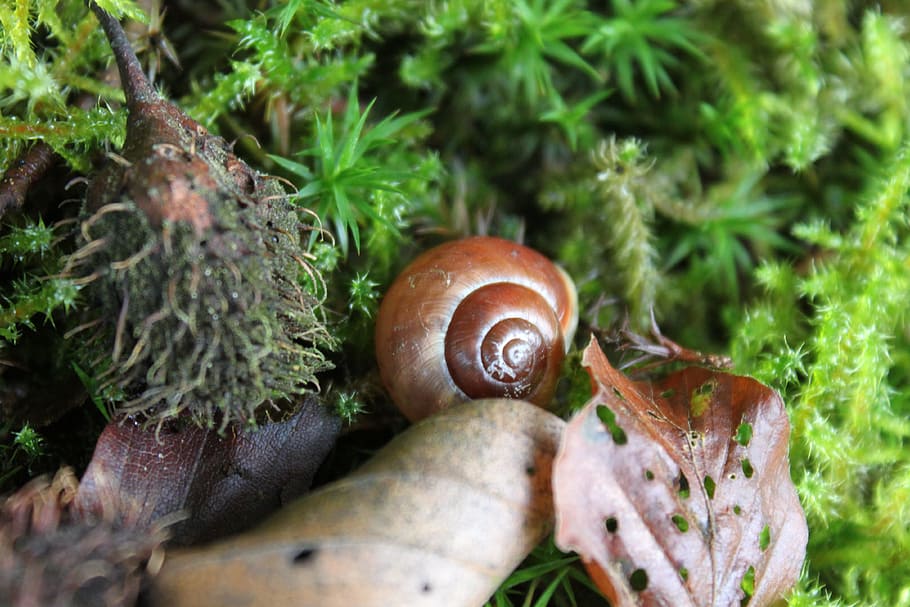snail, leaves, shell, forest, nature, animal, autumn, colorful HD wallpaper