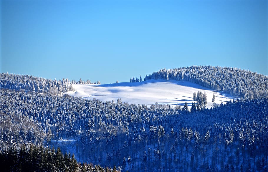 snow forest during daytime, black forest, ski run, winter forest HD wallpaper