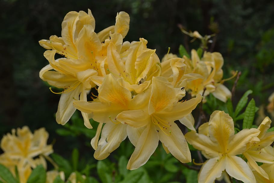 Rhododendron, Jeli, Arboretum, Excursion, jeli arboretum, close-up HD wallpaper