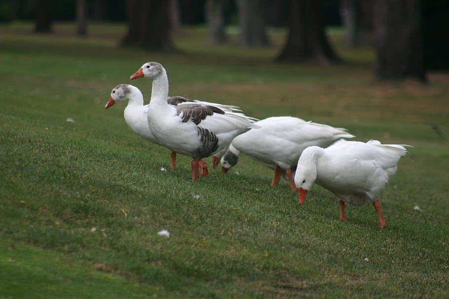 ducks, field, nature, bird, animal, goose, outdoors, animal themes HD wallpaper