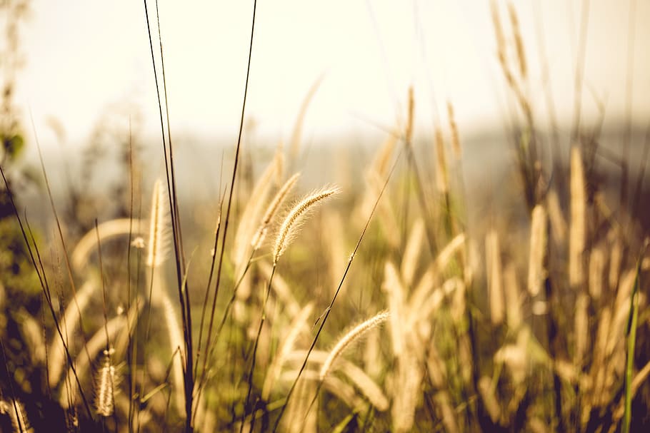 White Fountain Grass, blurred background, close-up, clouds, countryside HD wallpaper