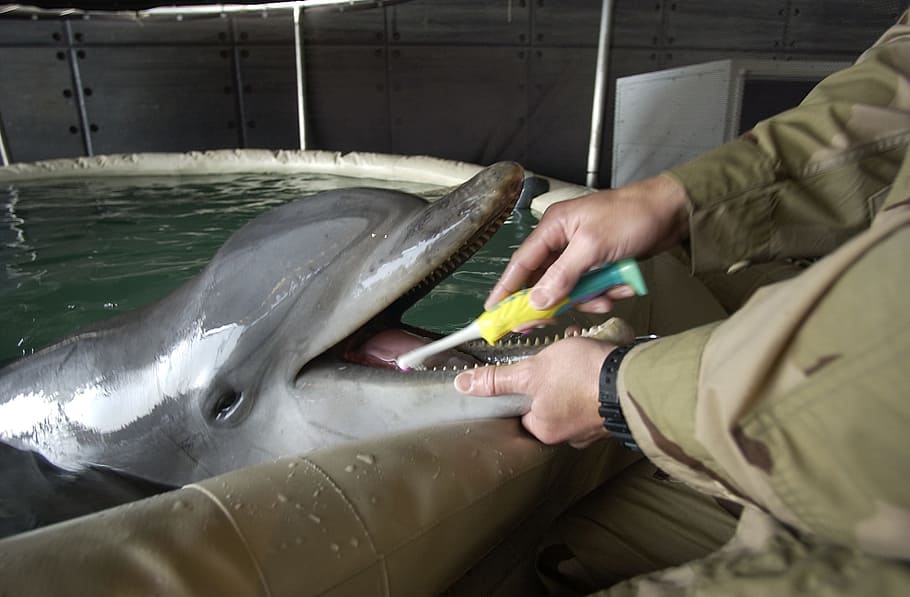 person brushing dolphin teeth, dolpin, bottle nose, man, mammal HD wallpaper