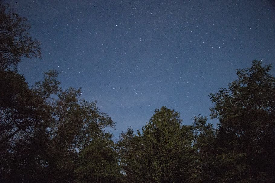 night sky, the sky, space, tree, stars, slovakia, atmosphere HD wallpaper