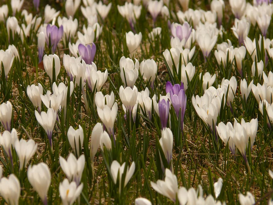 crocus, spring crocus, alpine crocus, flower, flora, bloom HD wallpaper