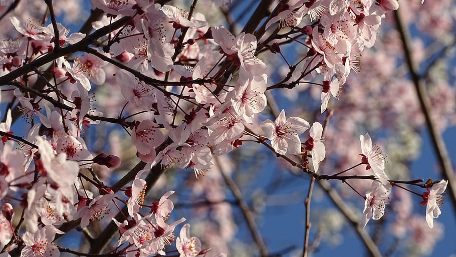 Plant, Spring, Flowers, tree, branch, fragility, blossom, springtime HD wallpaper