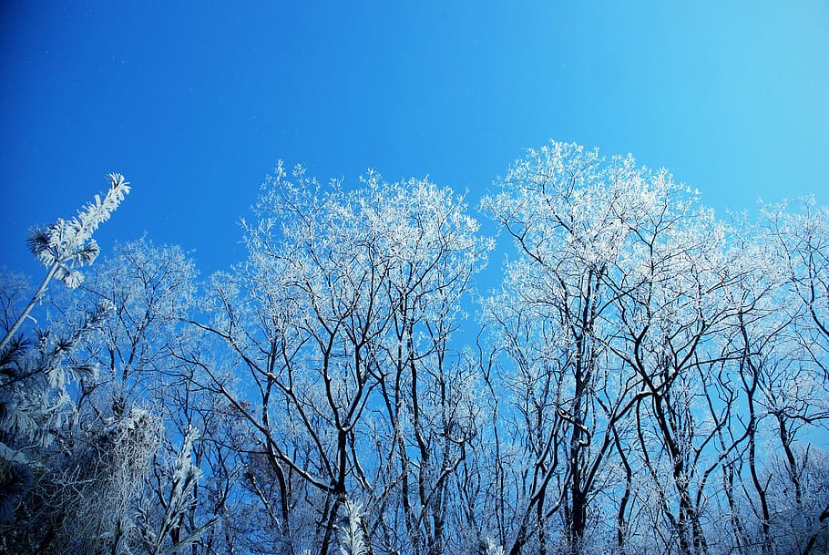 winter tree, snow, plant, blue, sky, beauty in nature, no people HD wallpaper