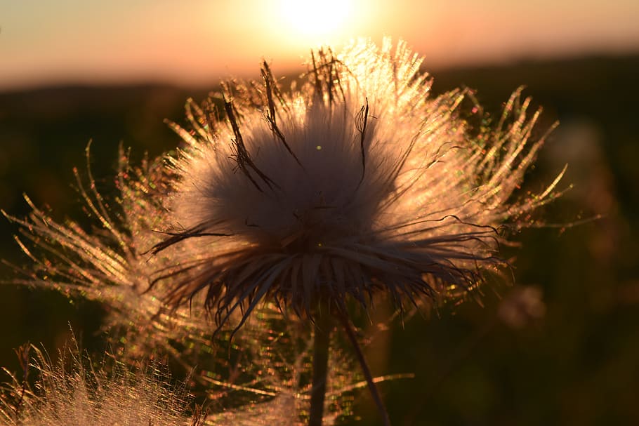 Sunset, Flying, Seeds, Back Light, Close, flying seeds, nature HD wallpaper