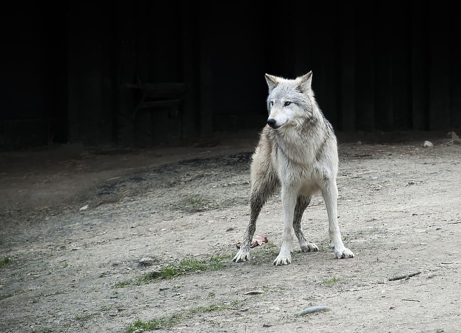 white and gray fox, wolf, animal, zoo, animals, grey, animal portrait, HD wallpaper