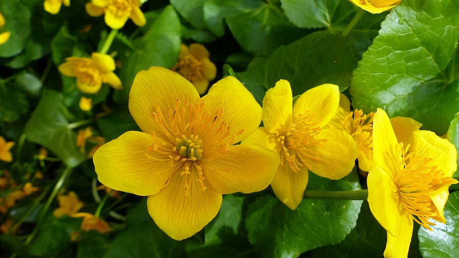 flowers, nature, macro, spring, yellow, yellow flowers, garden HD wallpaper
