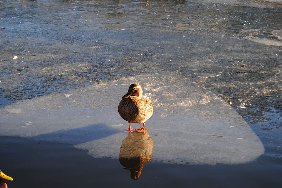 duck, reflection, ice, water, nature, cold, winter, wildlife HD wallpaper