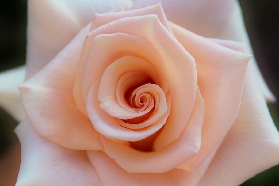pink rose in close-up photography, blossom, bloom, close up HD wallpaper