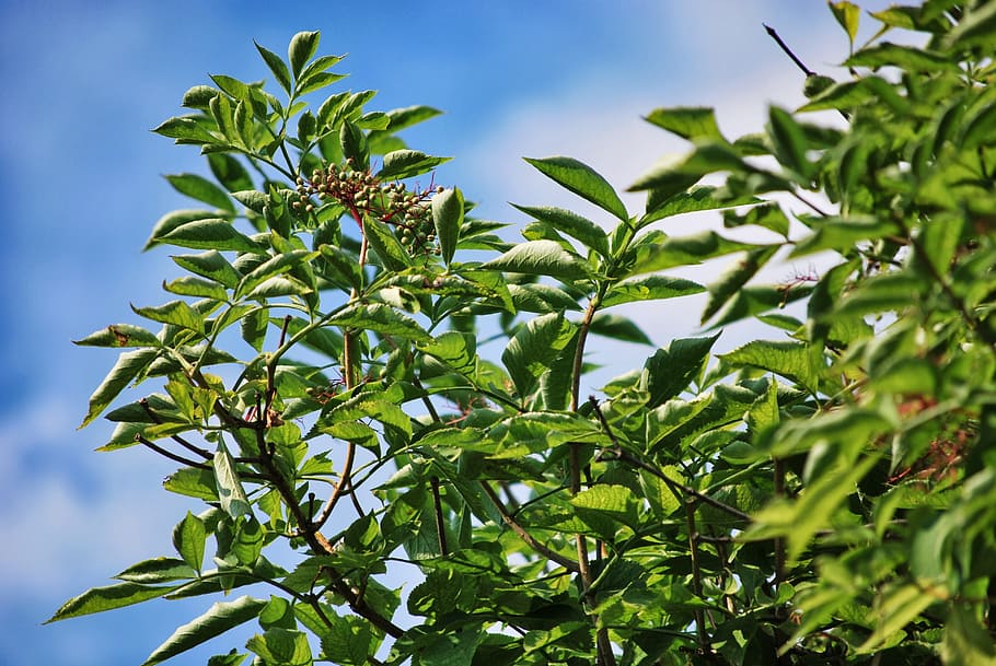 Branches, Foliage, green, nature, leaf, green Color, plant HD wallpaper
