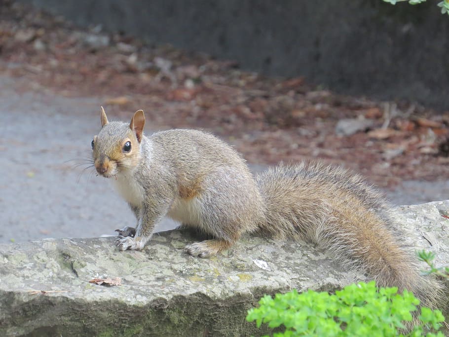 squirrel, wildlife, nature, animal, one animal, animal themes HD wallpaper