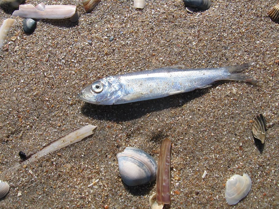 fish, sea, shells, beach, sand, coast, died, animal, animal wildlife HD wallpaper