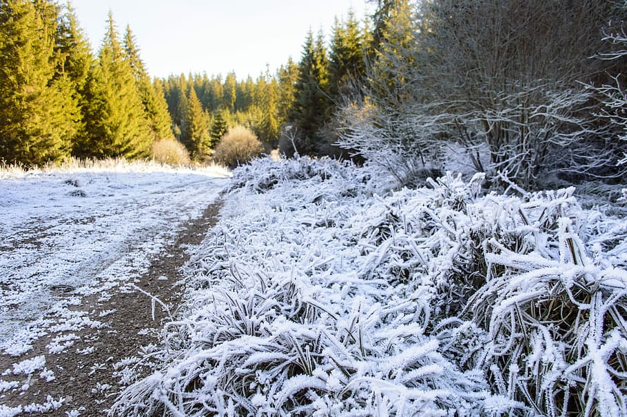 Frozen, Snow, Fall, Leaves, Forest, autumn, path, pathway, road HD wallpaper
