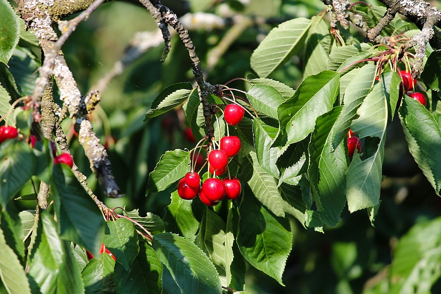 cherries, cherry, red, tree, fruit, sweet cherry, fruit tree HD wallpaper