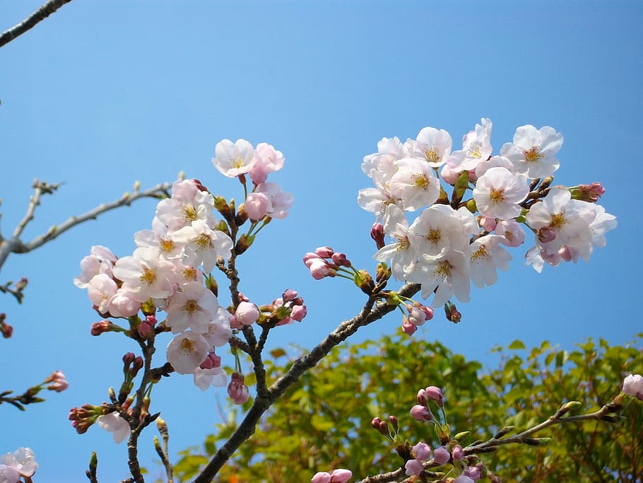 Cherry, Flowers, bud, tree, springtime, nature, branch, pink Color HD wallpaper
