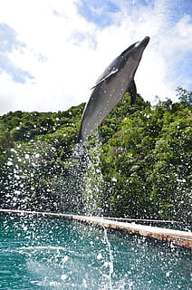 dolphin jump over the water, Aquarium, Show, Leap, jumping HD wallpaper