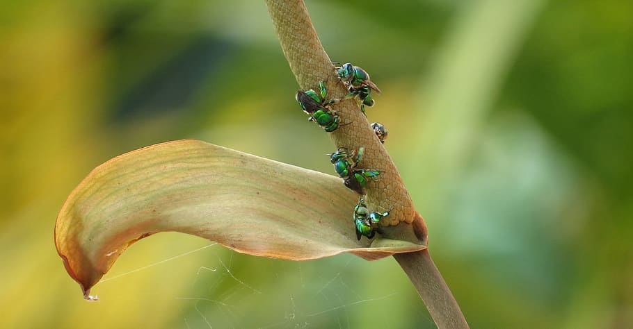 nature, leaf, garden, insect, plant, armenia, animal themes HD wallpaper