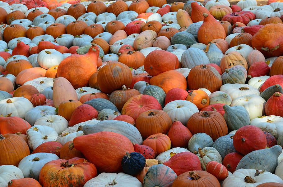 pumpkin, orange, white, autumn, decoration, harvest, pumpkin box HD wallpaper