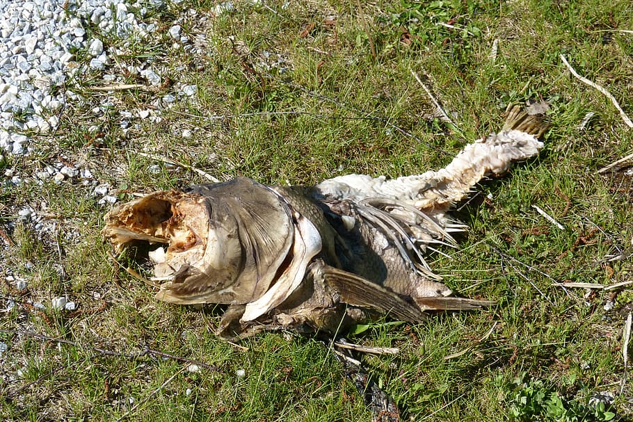 carcass, fish carcass, rotten, animal, animal themes, mammal HD wallpaper