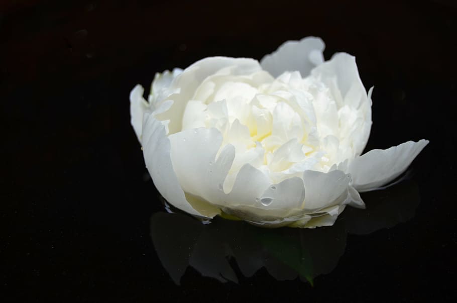 flower, white, surface, peace, summer, foliage, reflection HD wallpaper