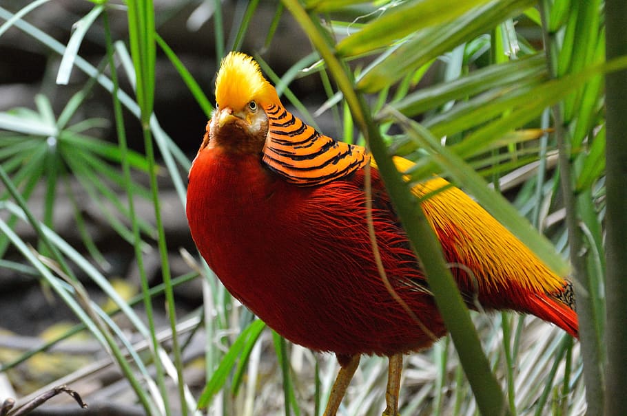 selective photography of golden pheasant standing beside palm plant