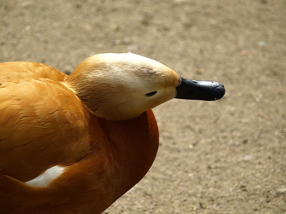 Rust, Goose, Head, Portrait, rust goose, bill, one animal, no people HD wallpaper