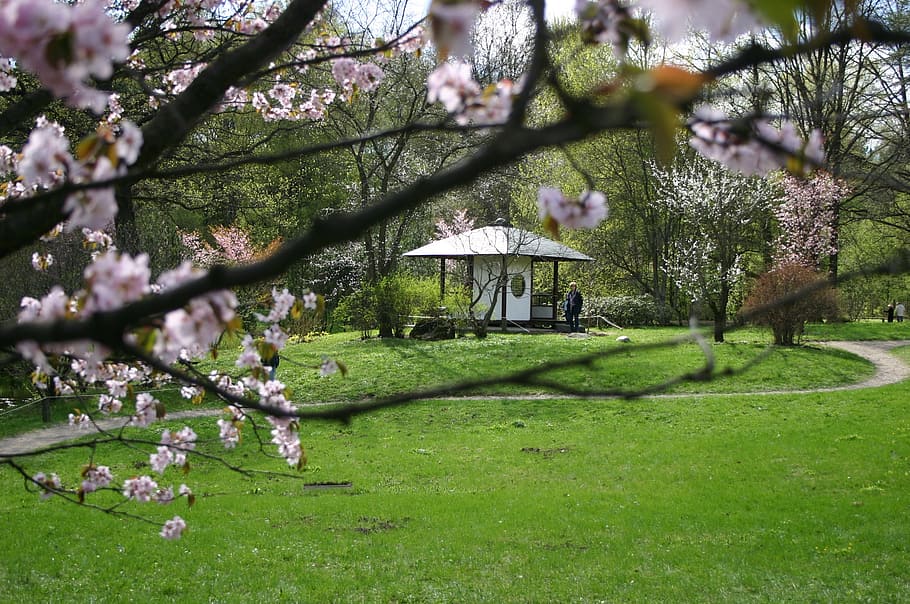 sakura, tree, bloom, pink, gazebo, plant, growth, flower, flowering plant HD wallpaper