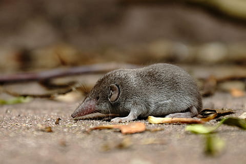 shrew, mouse, grey, nature, rodent, animal themes, animal wildlife HD wallpaper