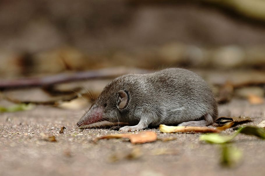 shrew, mouse, grey, nature, rodent, animal themes, animal wildlife HD wallpaper