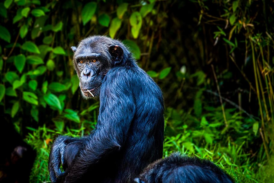 black primate photography, chimpanzee, monkey, ape, view, animal HD wallpaper