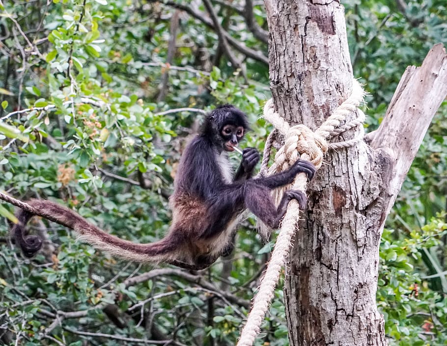 spider monkey, playing, cute, primate, wild, xcaret, forest