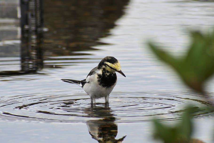 animal, pond, waterside, wave, moire, wild birds, little bird HD wallpaper