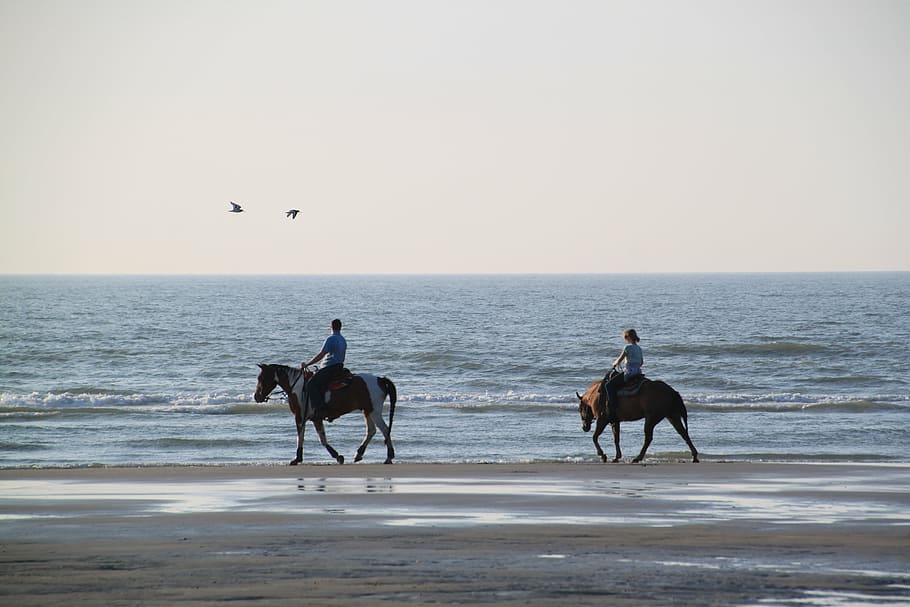 two horsemen on white sandy beach during daytime, equestrian, HD wallpaper