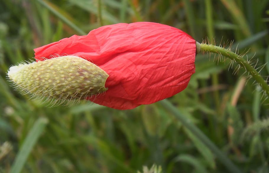 Poppy, Petals, Flower, Fields, Country, red flowers, nature HD wallpaper