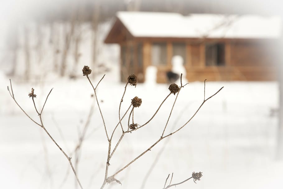 beige tree, winter, plants, dried, branches, buds, yards, gardens HD wallpaper