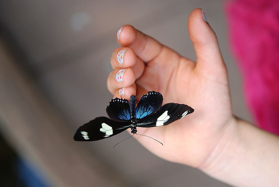 macro photography of longwing butterfly on person palm, blue doris HD wallpaper