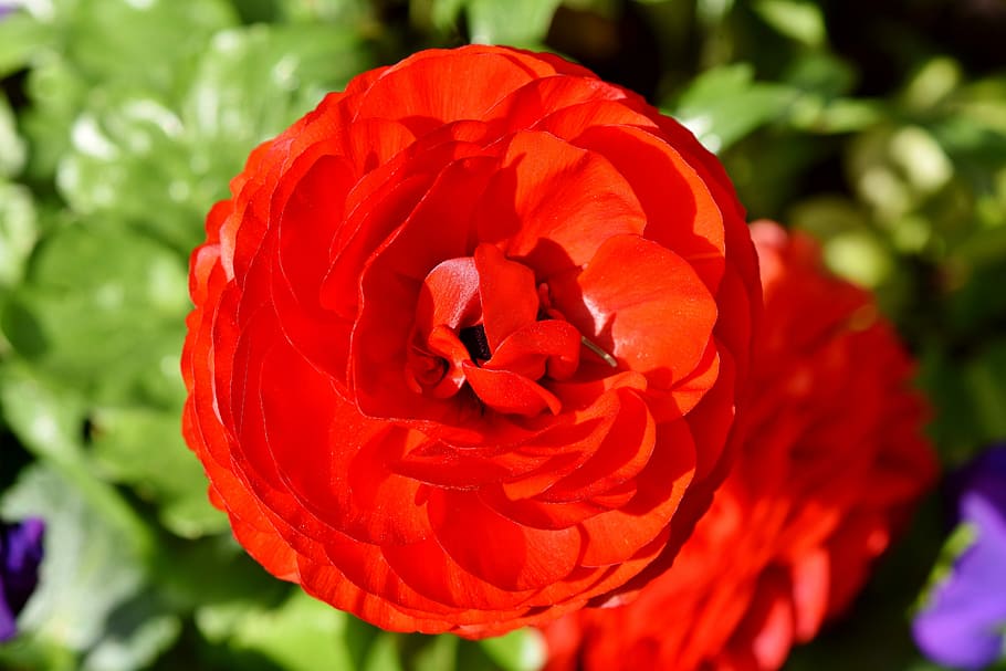round red flower on macro shot, ranunculus, ranunculus flower HD wallpaper
