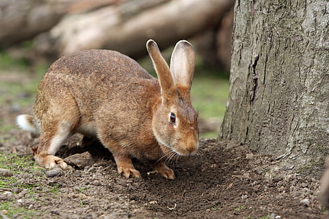 brown rabbit beside tree, bunny, pet, cute, outdoors, garden HD wallpaper