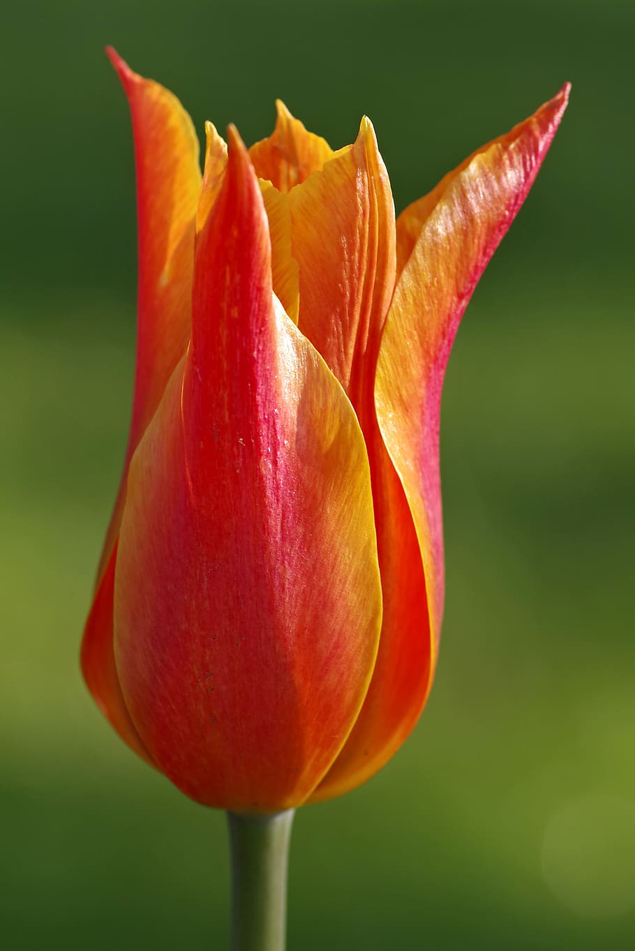 tulip, red, orange, cup, the petals, macro, single, vertically HD wallpaper