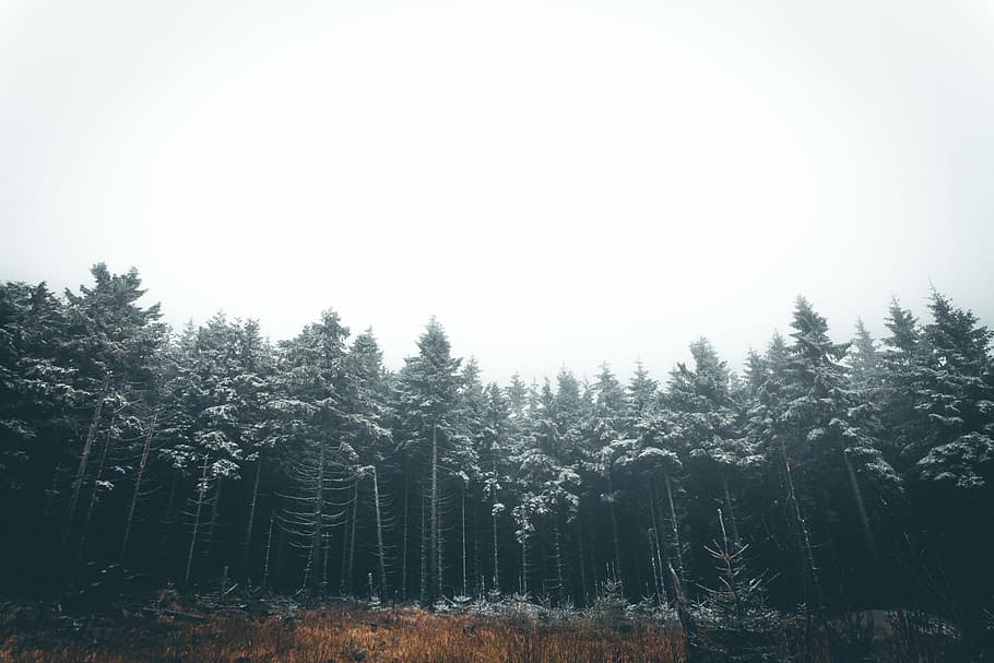 trees during daytime, nebel, wald, winter, schnee, fog, mood, HD wallpaper