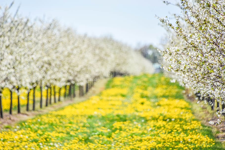 yellow petal flower fields tilt-shift photography, selective focus photography of yellow and white flowers at daytime HD wallpaper