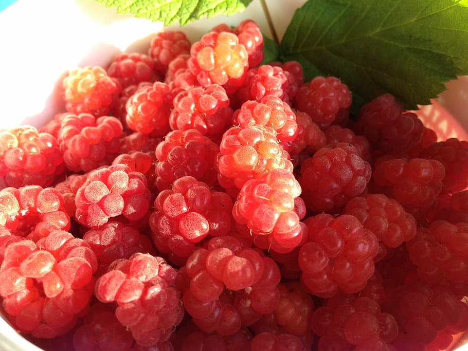 raspberries, berry, red, good, healthy eating, food and drink HD wallpaper