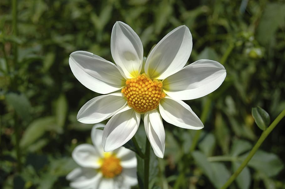 flower, daisy, spring, floral, blossom, bloom, yellow, petal HD wallpaper