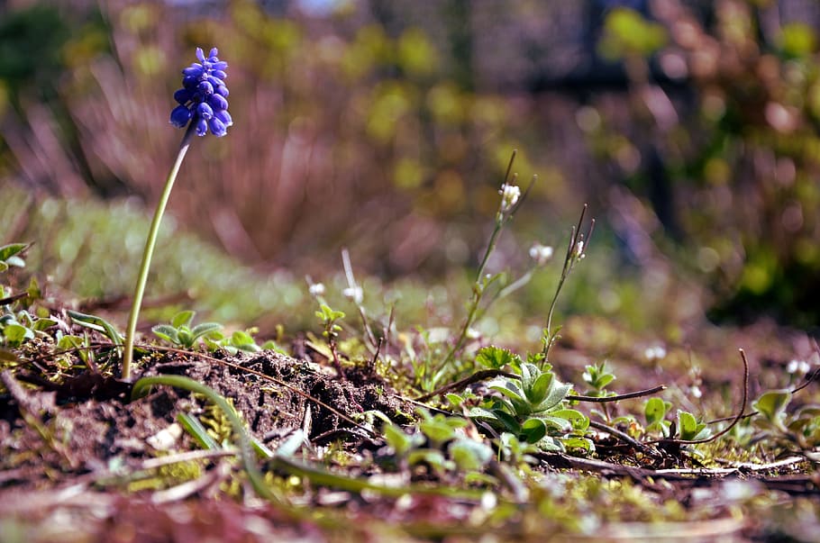 flower, spring, ground, nature, green, fresh, natural, season HD wallpaper