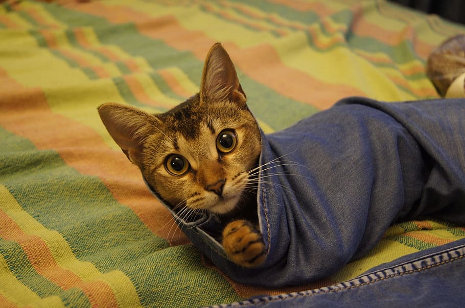 animals, cat, portrait, pets, domestic, domestic animals, one animal HD wallpaper